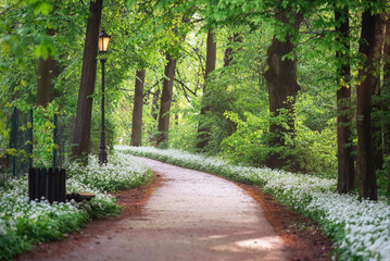 Wiosenna droga w parku w Pszczynie, Śląsk © Elżbieta Kaps