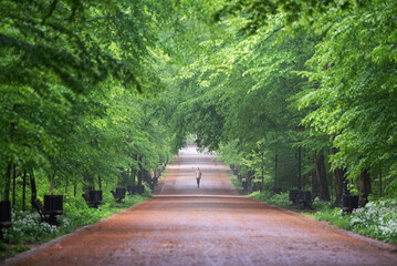 Wiosenna droga w parku w Pszczynie, Śląsk © Elżbieta Kaps
