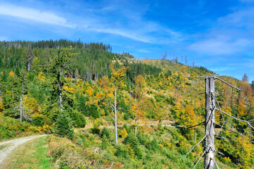 Fototapeta premium Colorful trees on a slope with dry grass under blue sky. Autumn landscape in Beskids Sadecki, Poland