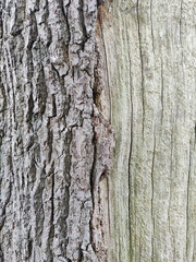 bark of a tree