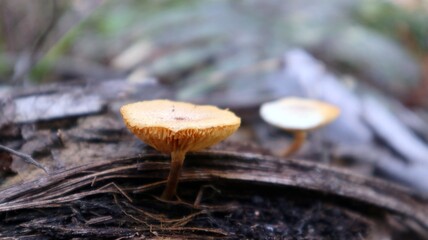 Close-up view of brown mushrooms growing on dead trees in tropical area