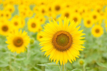 満開のひまわり畑