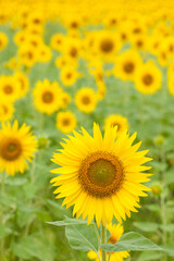 Obraz premium ひまわり畑の眺め