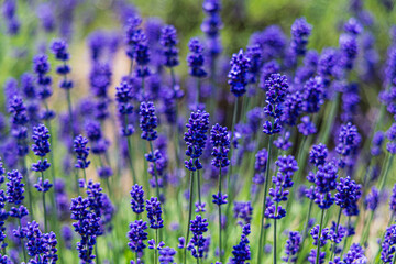 Fototapeta premium ラベンダー