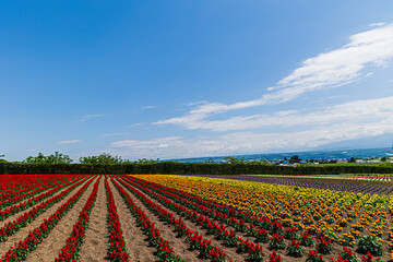 季節の花