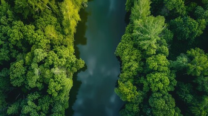 Aerial View of a River Winding Through Lush Green Forest