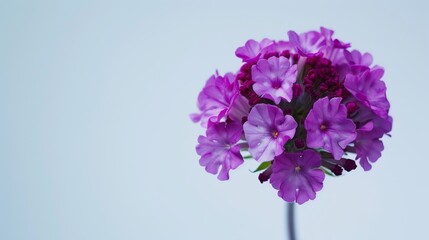Fototapeta premium Elegant and tranquil: a graceful purple verbena flower blooms against a light blue background, exuding freshness and fragility in nature. Ideal for projects needing a touch of serenity