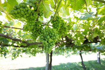 Vibrant green grape clusters hanging from lush, leafy vines in a vineyard, captured in natural sunlight, showcasing the beauty and bounty of fresh, ripe grapes in summertime.