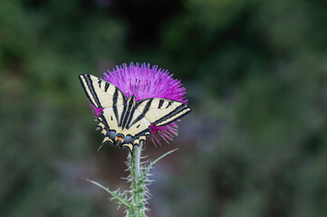 Tiger Swallowtail butterfly (Papilio alexanor) on plant