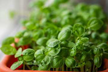 Fresh basil plants growing in an orange pot, showcasing their lush green leaves in a well-lit indoor setting.