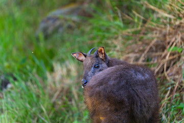 Taiwan serow in the forest , endemic bovid from Taiwan