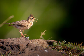 Eurasian skylark sitting on a rock close up