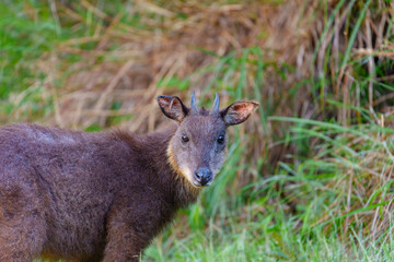 Taiwan serow in the forest, endemic bovid from Taiwan