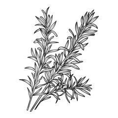 Vector illustration of a rosemary branch in engraving style
