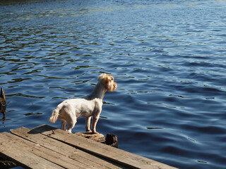 dog is waiting for its owner on the old pier of a forest lake.