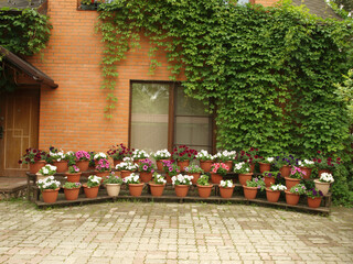 Flowers in pots of various colors against the background of the facade of a house with wild grapes.