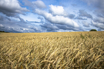 getreidefeld mit gelben ähren vor dunkelen gewitterwolken 