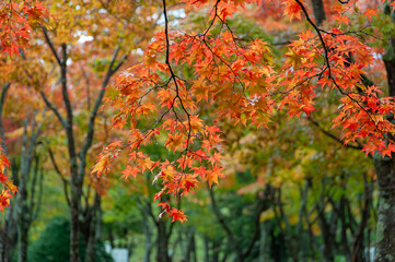 雨に濡れる紅葉