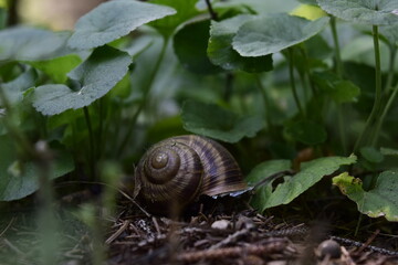 Snail in its Natural Habitat