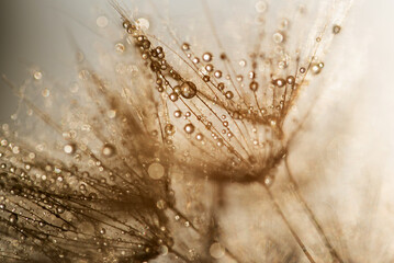 Dmuchawiec , abstrakcyjne tło tekstura © Elżbieta Kaps