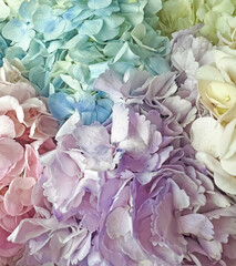 Bouquet of colorful hydrangeas close-up