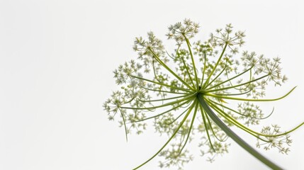Thriving queen anne's lace flower reaching for the bright sky in its natural habitat