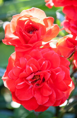 bright red rose on a background of green leaves