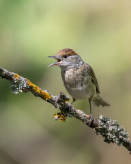 Bird - female Blackcap Sylvia atricapilla spring time, Poland Europe