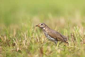 Bird - Song Trush Turdus philomelos on the spring green meadow amazing warm light sunset sundown