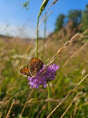 Butterfly on a flower 