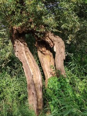 Geteilter alter Baumstamm in der Abendsonne
