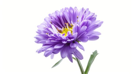 Blooming purple chrysanthemum flower on a white background, symbolizing love and purity, adds a vibrant touch to any garden