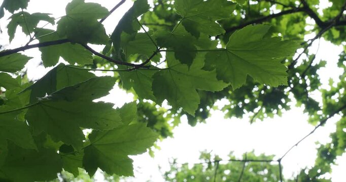 A short full HD video film clip of some fresh green leaves blowing in the wind on a blustery day