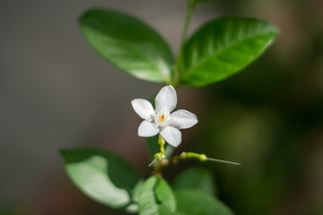 Beautiful nature, evergreen plants, ideal lines, delightful freshness, tenderness real life energy
