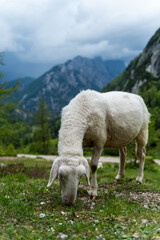 Picturesque Alpine Meadow: Sheep Grazing in Summer Sunshine