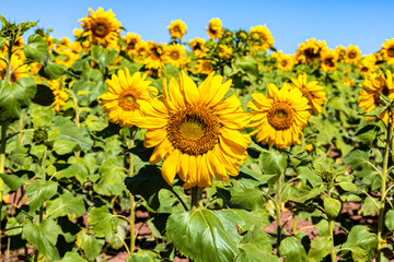 Field of sunflowers under blue sky in plantation in Brazil