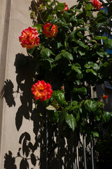 Rose flowers and light brown rustic wall and dazzling sunlight