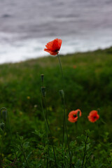 red poppy in the field