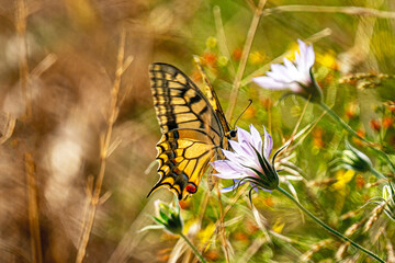 the beautiful butterfly is flying on wildflower in nature