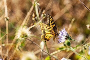 the beautiful butterfly is flying on wildflower in nature