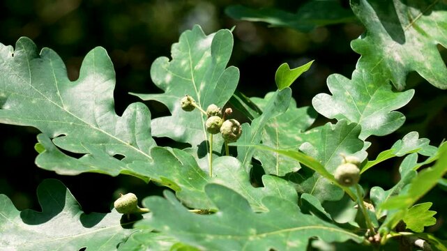 Growing developing small acorns on an oak tree branch with green foliage close up