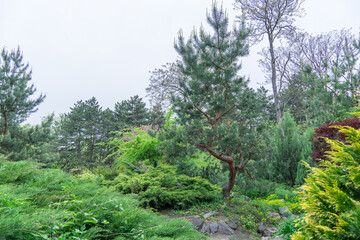 Composition of coniferous and deciduous plants in botanical garden. Landscape and garden design. Decorative pine trees and colorful bushes in park. Cozy corner with various nature. Horticulture.