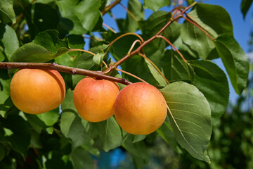 Ripe apricots hanging on tree branch with green leaves