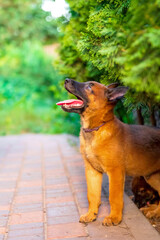 Young Belgian Malinois Puppy in Grass