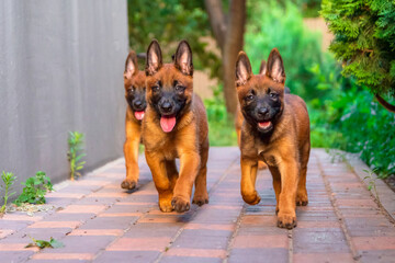 Playful Belgian Malinois Puppies in Garden