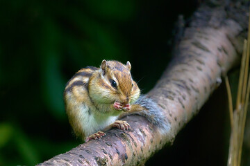 木の上でエサを食べるシマリス