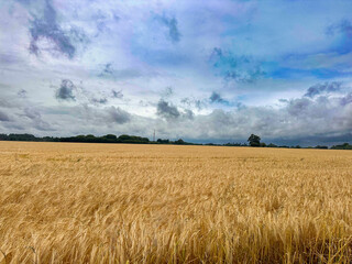 Wheat Meadow
