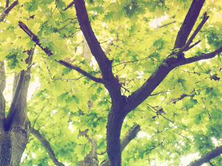 Artistic high key picture of fresh green oak leaves with a vintage feel