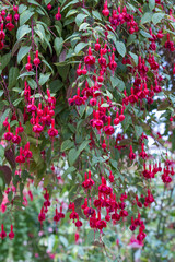 Obraz premium Many beautiful red fuchsia flowers in the garden.
