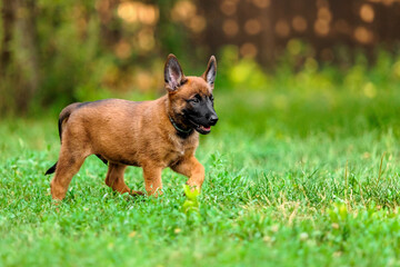 Young Belgian Malinois Puppy in Grass